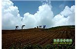 張家界、天子山、寶峰湖/黃龍洞、鳳凰古城、德夯大峽谷 苗族風(fēng)情五日游